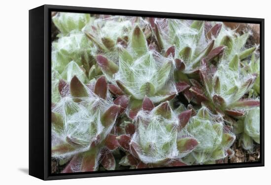 Houseleek Rosettes-Archie Young-Framed Premier Image Canvas