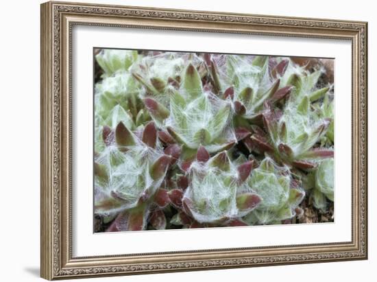 Houseleek Rosettes-Archie Young-Framed Photographic Print