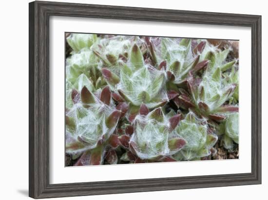 Houseleek Rosettes-Archie Young-Framed Photographic Print