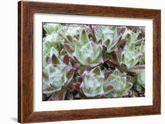 Houseleek Rosettes-Archie Young-Framed Photographic Print