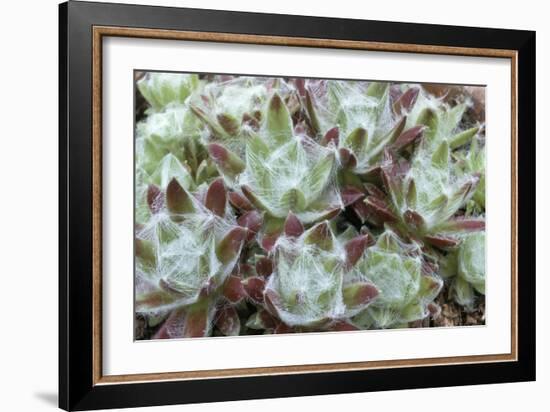 Houseleek Rosettes-Archie Young-Framed Photographic Print