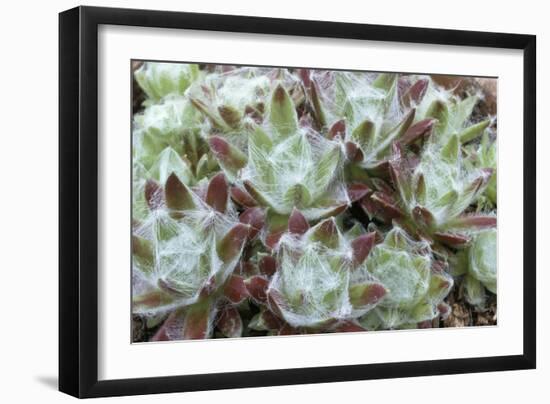 Houseleek Rosettes-Archie Young-Framed Photographic Print