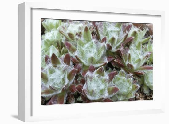 Houseleek Rosettes-Archie Young-Framed Photographic Print