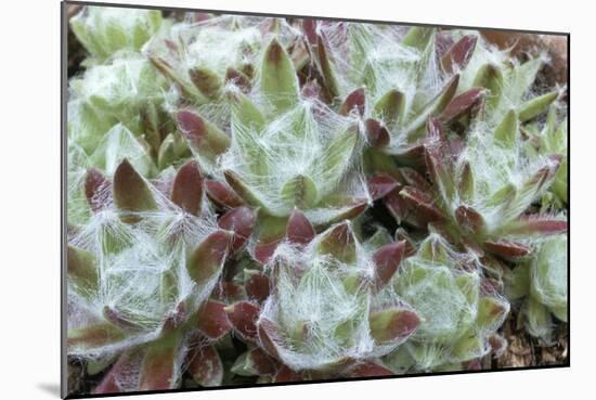 Houseleek Rosettes-Archie Young-Mounted Photographic Print