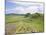 Housesteads, Hadrian's Wall, Northumberland, England, UK-Roy Rainford-Mounted Photographic Print