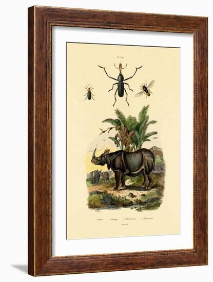 Hoverfly, 1833-39-null-Framed Giclee Print