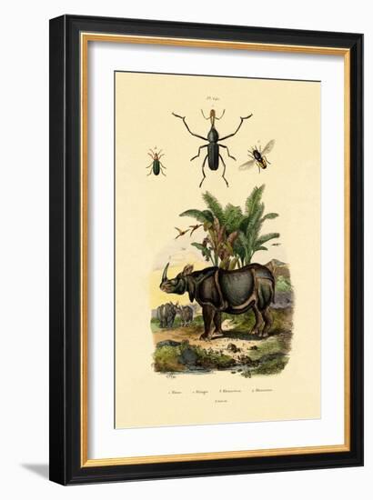 Hoverfly, 1833-39-null-Framed Giclee Print