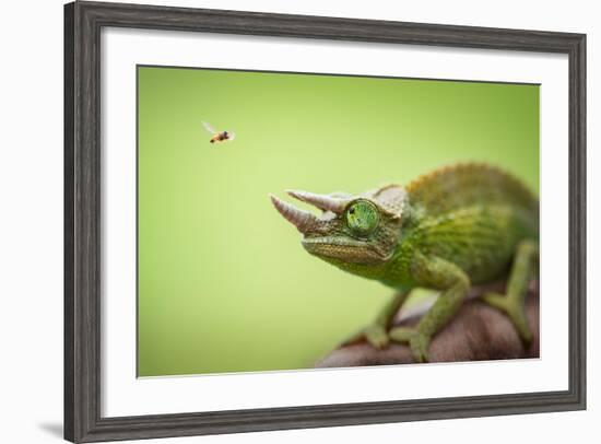 Hoverfly Flying Past a Jackson's Chameleon (Trioceros Jacksonii)-Shutterjack-Framed Photographic Print