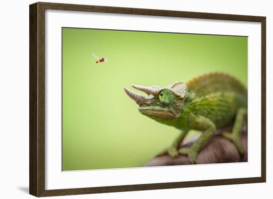 Hoverfly Flying Past a Jackson's Chameleon (Trioceros Jacksonii)-Shutterjack-Framed Photographic Print