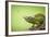 Hoverfly Flying Past a Jackson's Chameleon (Trioceros Jacksonii)-Shutterjack-Framed Photographic Print