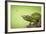 Hoverfly Flying Past a Jackson's Chameleon (Trioceros Jacksonii)-Shutterjack-Framed Photographic Print