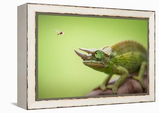 Hoverfly Flying Past a Jackson's Chameleon (Trioceros Jacksonii)-Shutterjack-Framed Premier Image Canvas