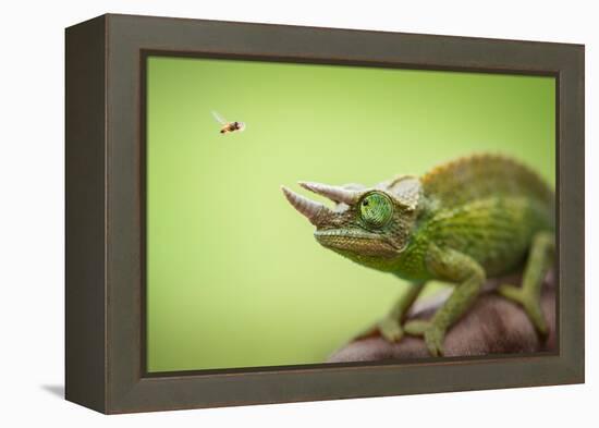 Hoverfly Flying Past a Jackson's Chameleon (Trioceros Jacksonii)-Shutterjack-Framed Premier Image Canvas