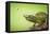 Hoverfly Flying Past a Jackson's Chameleon (Trioceros Jacksonii)-Shutterjack-Framed Premier Image Canvas