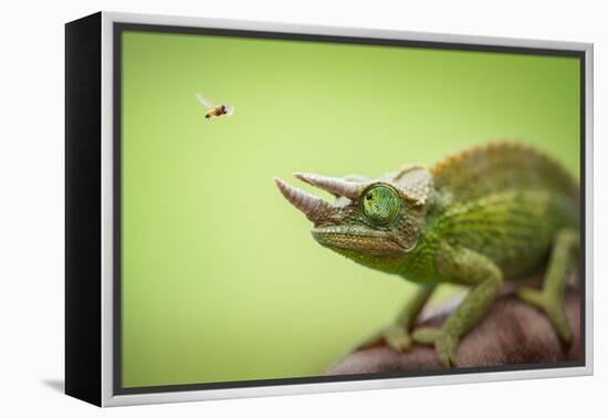 Hoverfly Flying Past a Jackson's Chameleon (Trioceros Jacksonii)-Shutterjack-Framed Premier Image Canvas