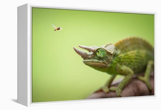 Hoverfly Flying Past a Jackson's Chameleon (Trioceros Jacksonii)-Shutterjack-Framed Premier Image Canvas