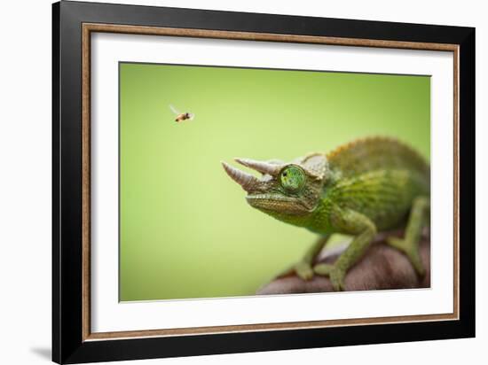 Hoverfly Flying Past a Jackson's Chameleon (Trioceros Jacksonii)-Shutterjack-Framed Photographic Print