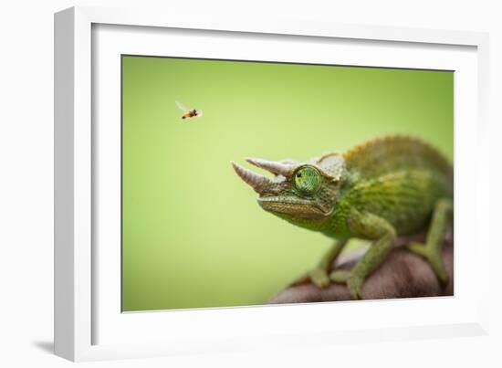 Hoverfly Flying Past a Jackson's Chameleon (Trioceros Jacksonii)-Shutterjack-Framed Photographic Print
