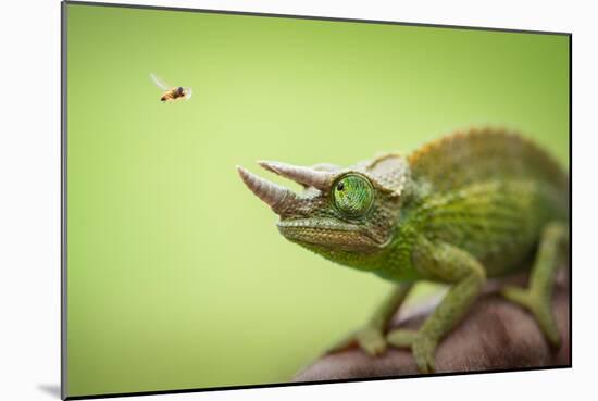 Hoverfly Flying Past a Jackson's Chameleon (Trioceros Jacksonii)-Shutterjack-Mounted Photographic Print