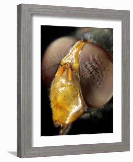 Hoverfly Head-Dr. Jeremy Burgess-Framed Photographic Print