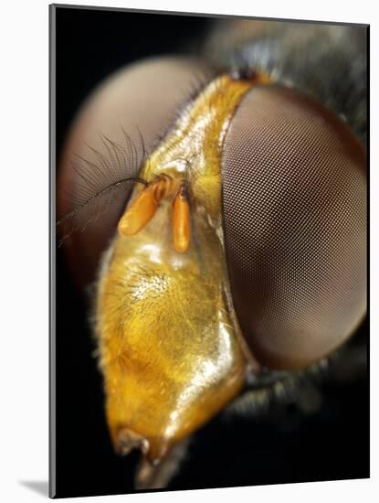 Hoverfly Head-Dr. Jeremy Burgess-Mounted Photographic Print