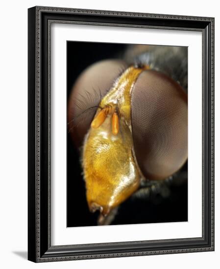 Hoverfly Head-Dr. Jeremy Burgess-Framed Photographic Print