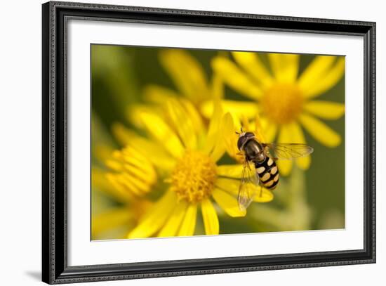 Hoverfly (Syrphus Ribesii) Feeding on Common Ragwort (Senecio Jacobaea) Flower, Dorset, UK, August-Ross Hoddinott-Framed Photographic Print