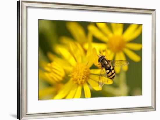 Hoverfly (Syrphus Ribesii) Feeding on Common Ragwort (Senecio Jacobaea) Flower, Dorset, UK, August-Ross Hoddinott-Framed Photographic Print