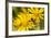 Hoverfly (Syrphus Ribesii) Feeding on Common Ragwort (Senecio Jacobaea) Flower, Dorset, UK, August-Ross Hoddinott-Framed Photographic Print