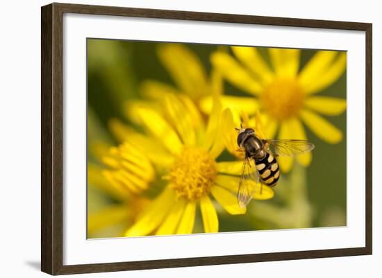 Hoverfly (Syrphus Ribesii) Feeding on Common Ragwort (Senecio Jacobaea) Flower, Dorset, UK, August-Ross Hoddinott-Framed Photographic Print