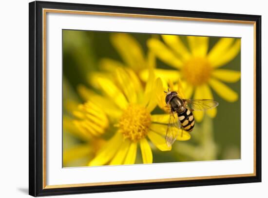 Hoverfly (Syrphus Ribesii) Feeding on Common Ragwort (Senecio Jacobaea) Flower, Dorset, UK, August-Ross Hoddinott-Framed Photographic Print