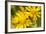 Hoverfly (Syrphus Ribesii) Feeding on Common Ragwort (Senecio Jacobaea) Flower, Dorset, UK, August-Ross Hoddinott-Framed Photographic Print