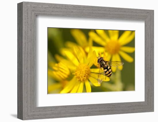 Hoverfly (Syrphus Ribesii) Feeding on Common Ragwort (Senecio Jacobaea) Flower, Dorset, UK, August-Ross Hoddinott-Framed Photographic Print