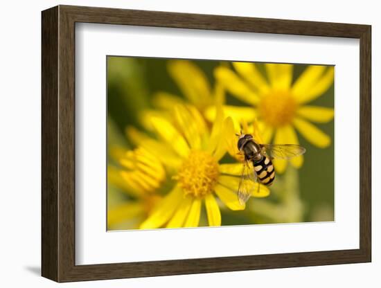 Hoverfly (Syrphus Ribesii) Feeding on Common Ragwort (Senecio Jacobaea) Flower, Dorset, UK, August-Ross Hoddinott-Framed Photographic Print