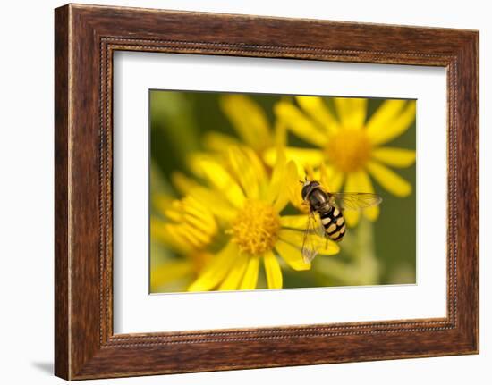 Hoverfly (Syrphus Ribesii) Feeding on Common Ragwort (Senecio Jacobaea) Flower, Dorset, UK, August-Ross Hoddinott-Framed Photographic Print