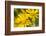 Hoverfly (Syrphus Ribesii) Feeding on Common Ragwort (Senecio Jacobaea) Flower, Dorset, UK, August-Ross Hoddinott-Framed Photographic Print