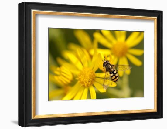 Hoverfly (Syrphus Ribesii) Feeding on Common Ragwort (Senecio Jacobaea) Flower, Dorset, UK, August-Ross Hoddinott-Framed Photographic Print