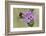 Hoverfly (Volucella Bombylans Var. Plumata) Visiting a Greater Knapweed Flower (Centaurea Scabiosa)-Nick Upton-Framed Photographic Print