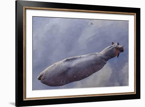 Hovering Hippo-Wink Gaines-Framed Art Print