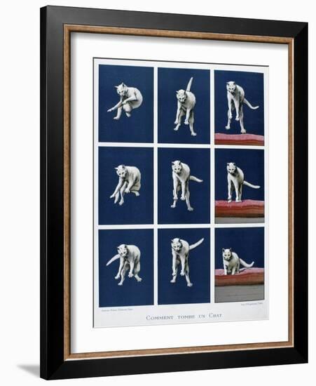 How a Cat Falls, 19th Century-Gustave Francois Lasellaz-Framed Giclee Print