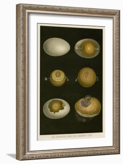 How an Egg Grows....-null-Framed Art Print