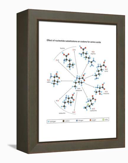 How Changes in One Nucleic Acid of a Triplet Lead to Different Amino Acids in the Protein-Encyclopaedia Britannica-Framed Stretched Canvas