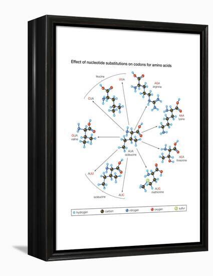 How Changes in One Nucleic Acid of a Triplet Lead to Different Amino Acids in the Protein-Encyclopaedia Britannica-Framed Stretched Canvas