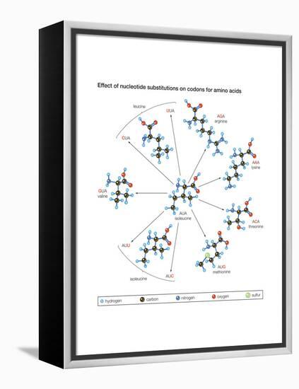 How Changes in One Nucleic Acid of a Triplet Lead to Different Amino Acids in the Protein-Encyclopaedia Britannica-Framed Stretched Canvas