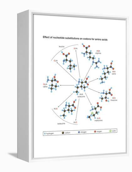 How Changes in One Nucleic Acid of a Triplet Lead to Different Amino Acids in the Protein-Encyclopaedia Britannica-Framed Stretched Canvas