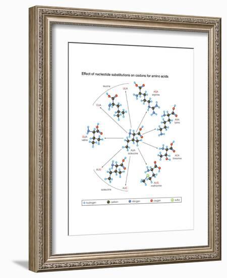 How Changes in One Nucleic Acid of a Triplet Lead to Different Amino Acids in the Protein-Encyclopaedia Britannica-Framed Art Print