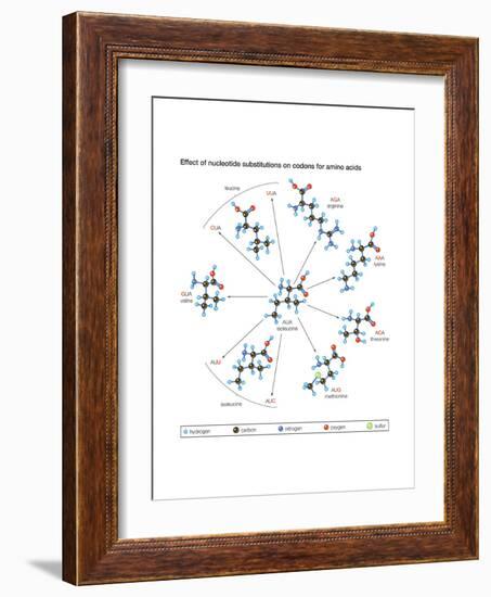 How Changes in One Nucleic Acid of a Triplet Lead to Different Amino Acids in the Protein-Encyclopaedia Britannica-Framed Art Print