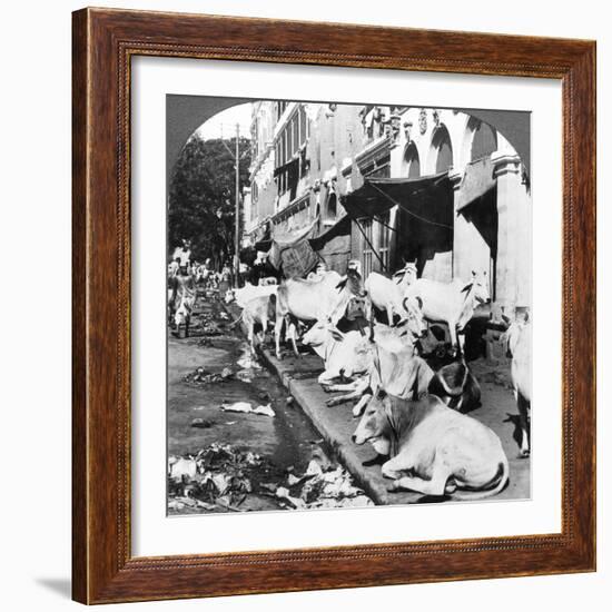 How Hindu Cows Enjoy Life on Harrison Street, Calcutta, India, 1900s-Underwood & Underwood-Framed Photographic Print