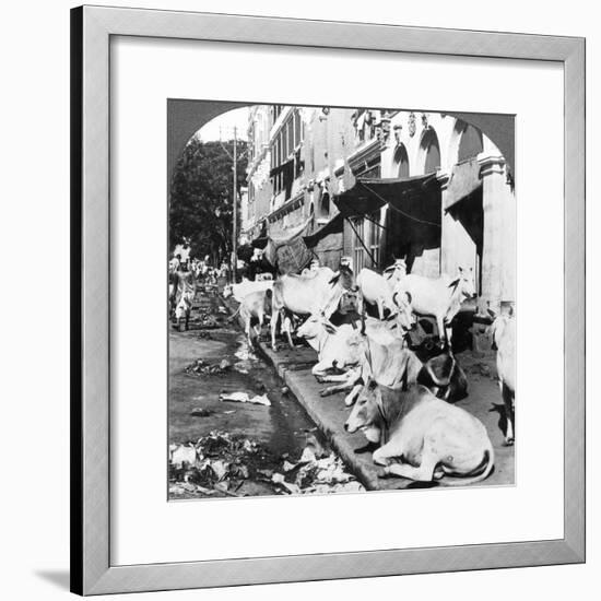 How Hindu Cows Enjoy Life on Harrison Street, Calcutta, India, 1900s-Underwood & Underwood-Framed Photographic Print