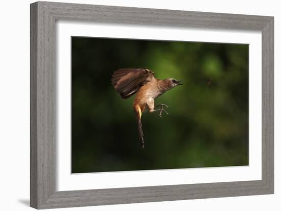 How to Eat Raw Worm-Hedianto Hs-Framed Photographic Print